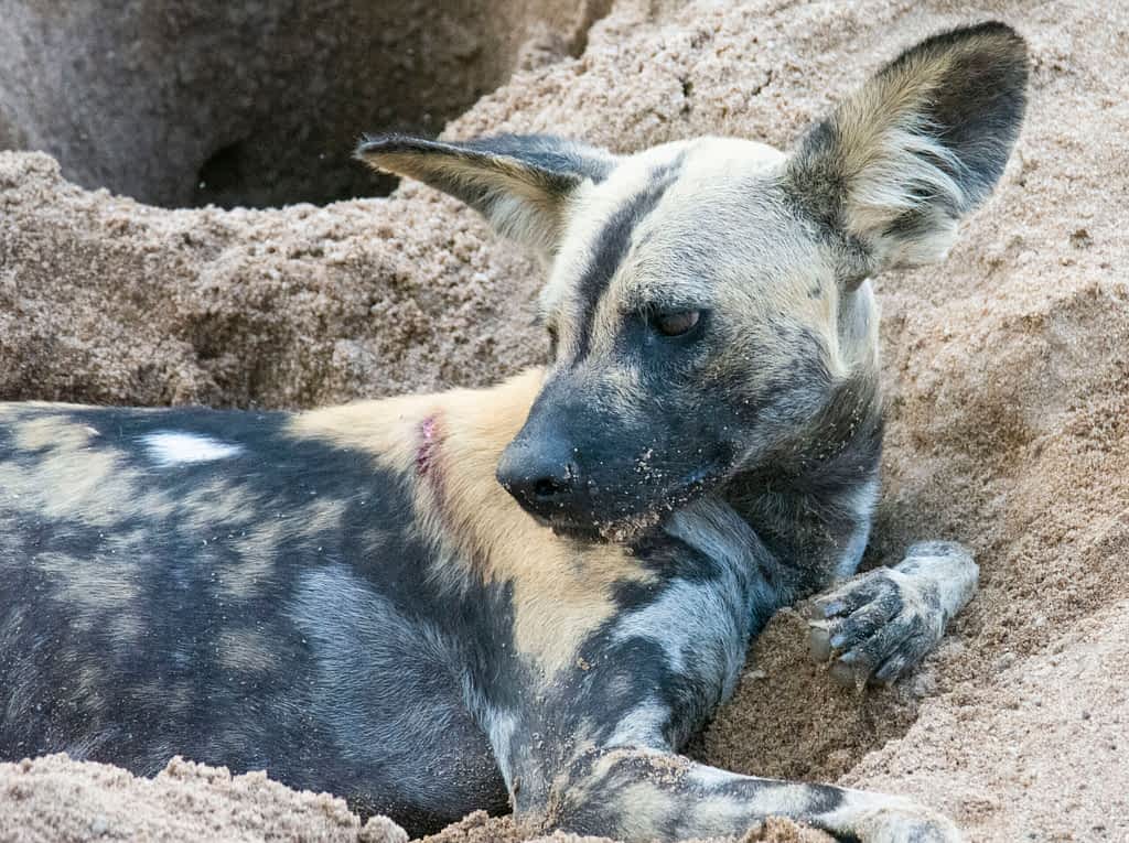 rare wild dog
