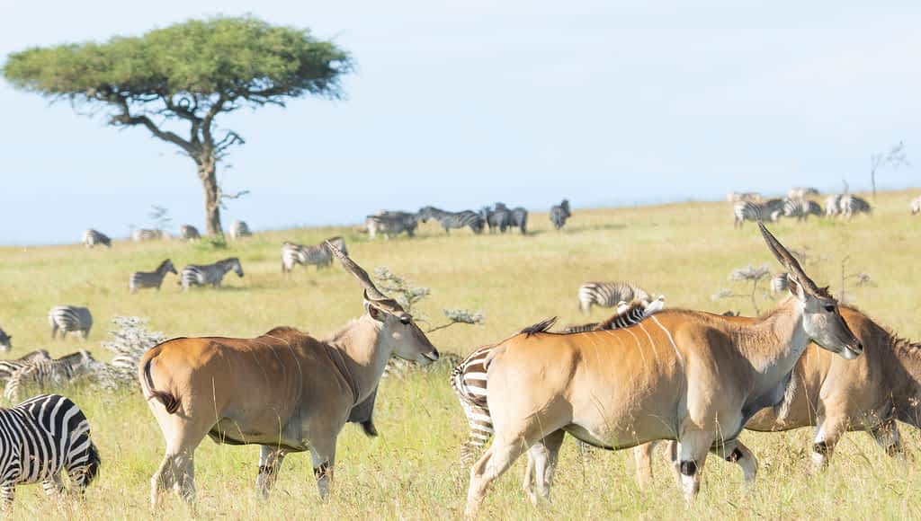 Elands in Naboisho Conservancy