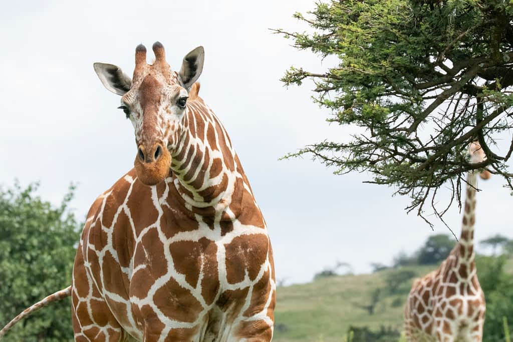 The reticulated giraffe in Lewa Conservancy