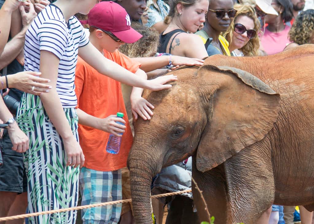 Meeting the orphaned elephants at the David sheldrick Wildlife trust