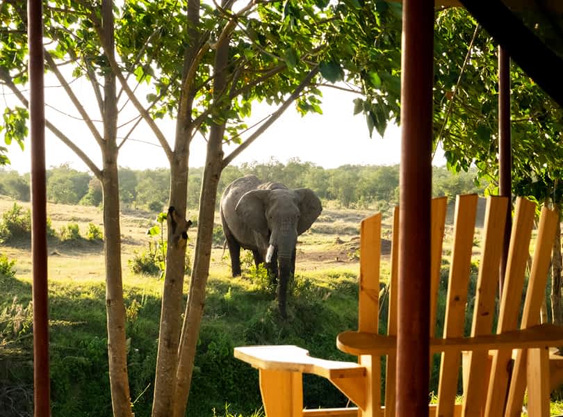 Ol-Pejeta-Bush-Camp-View-of-Elephant-from-Family-Tent