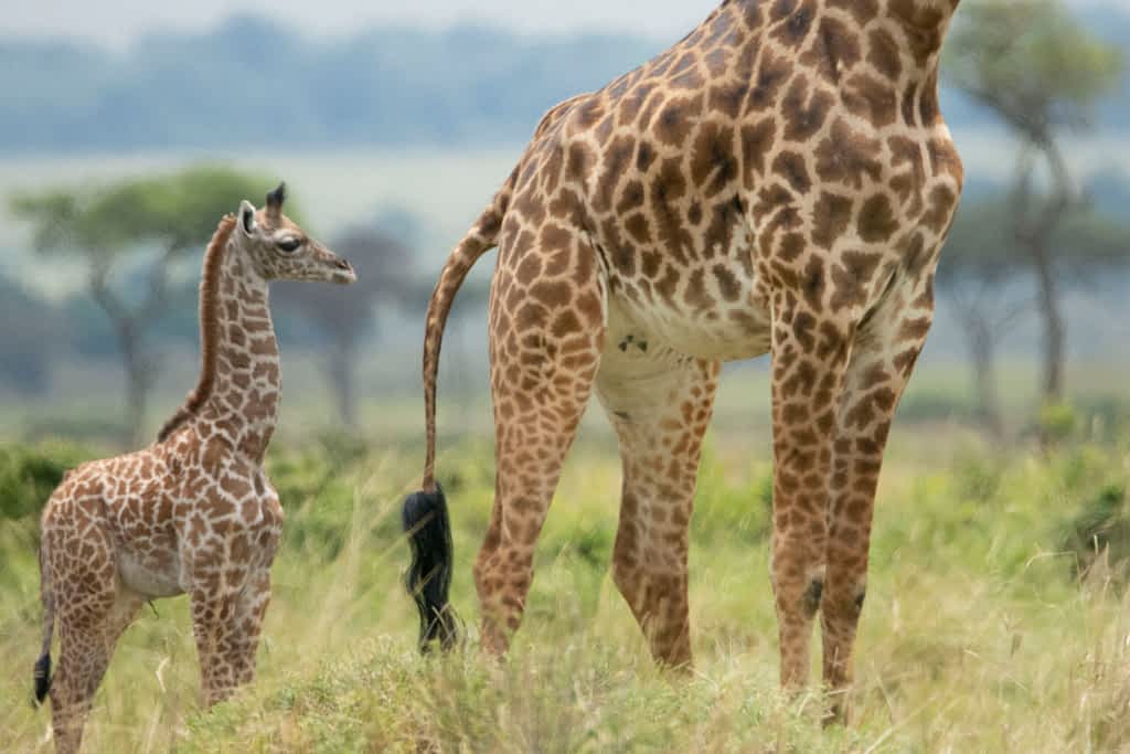 giraffes in the Mara Triangle