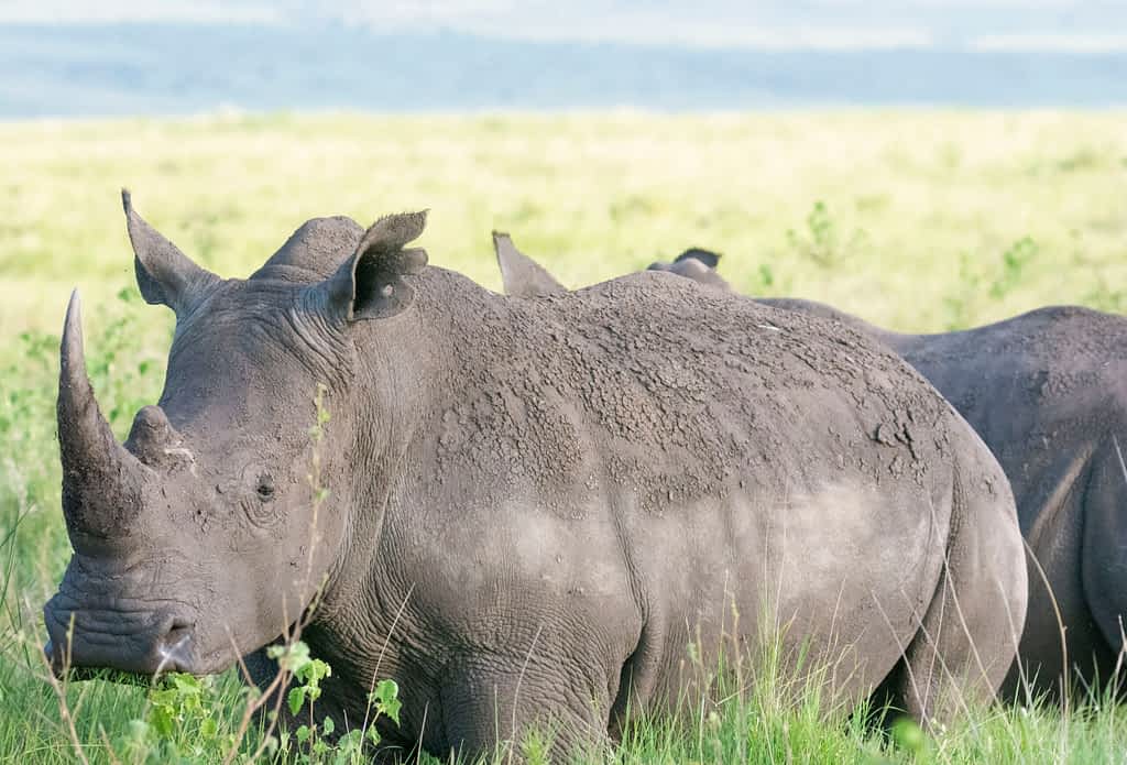 white rhino at lewa wildlife conservancy