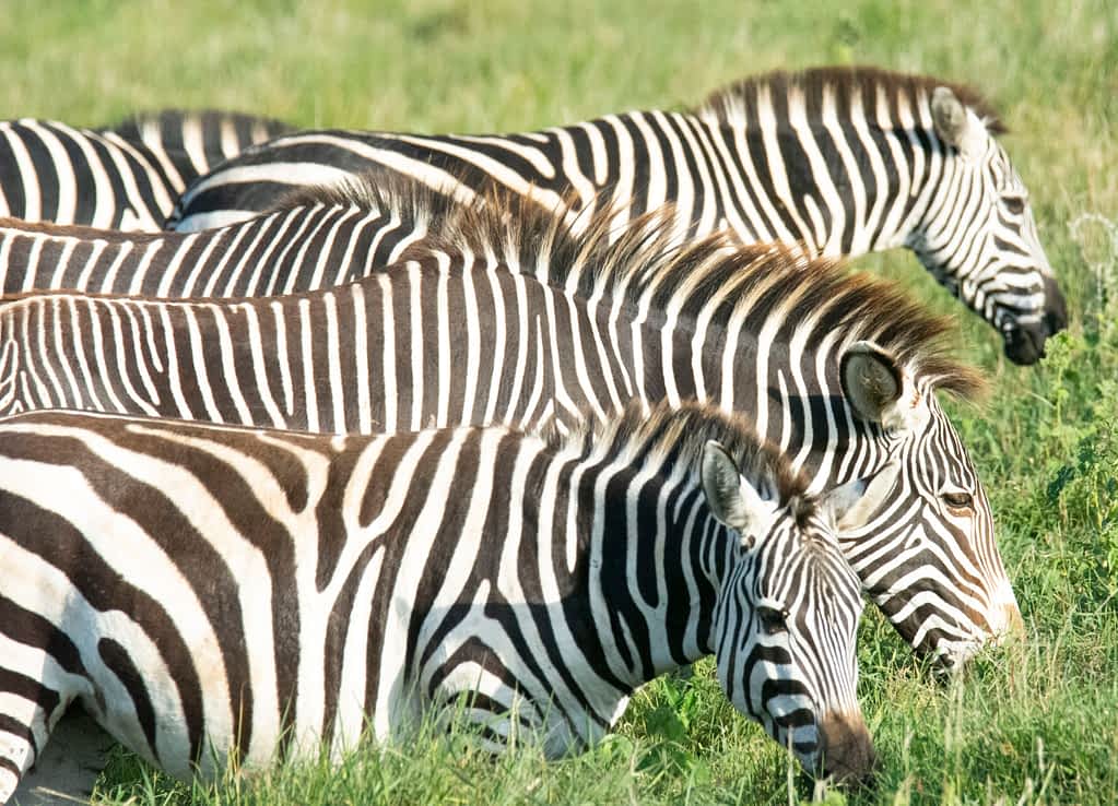 GREVYS ZEBRAS LEWA CONSERVANCY