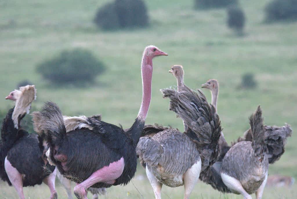 ostriches in Nairobi National Park