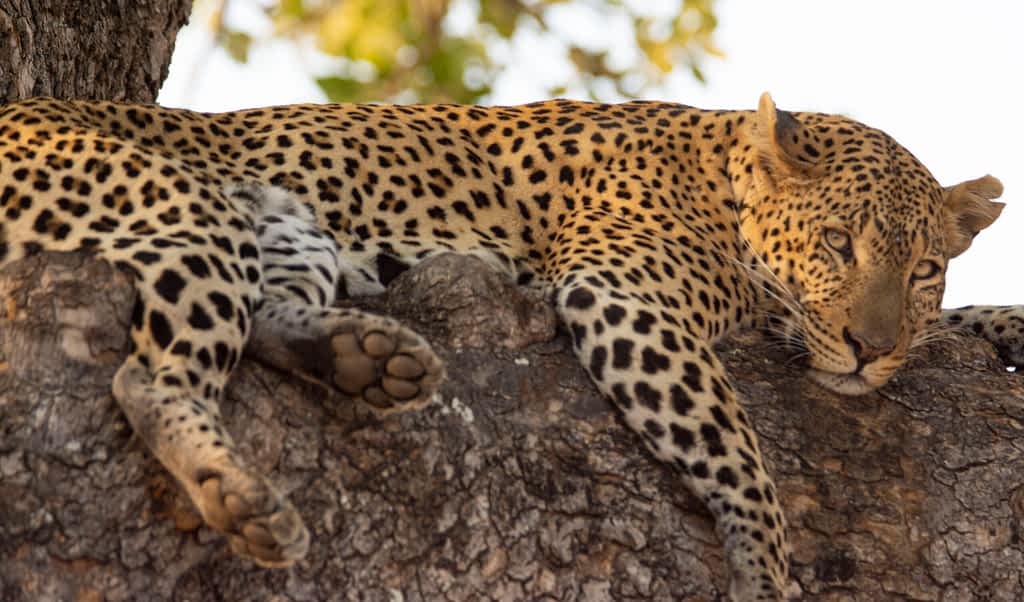 leopard in Ruaha National Park