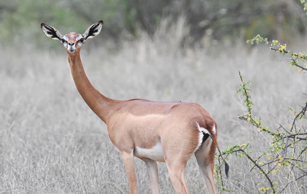 gerenuk