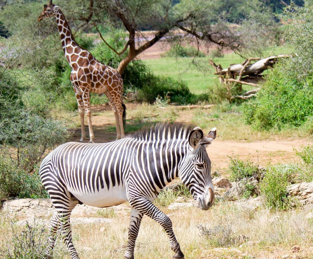 endangered gravy's zebra and reticulated giraffe