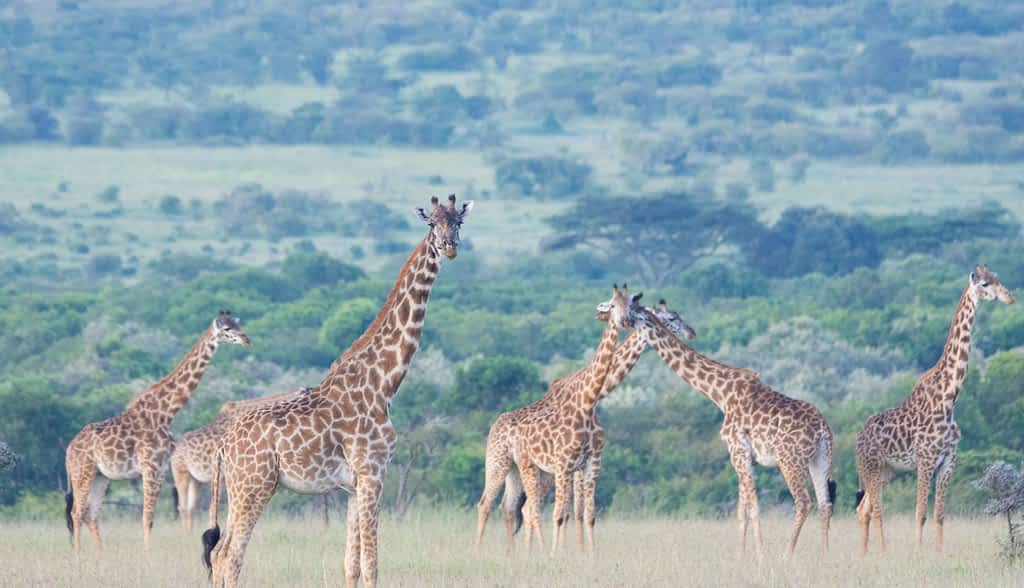 Giraffe in Naboisho Conservancy