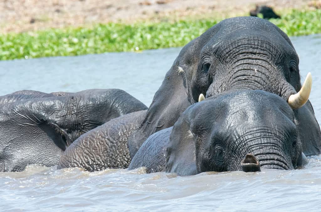 Elephants playing in Shire River