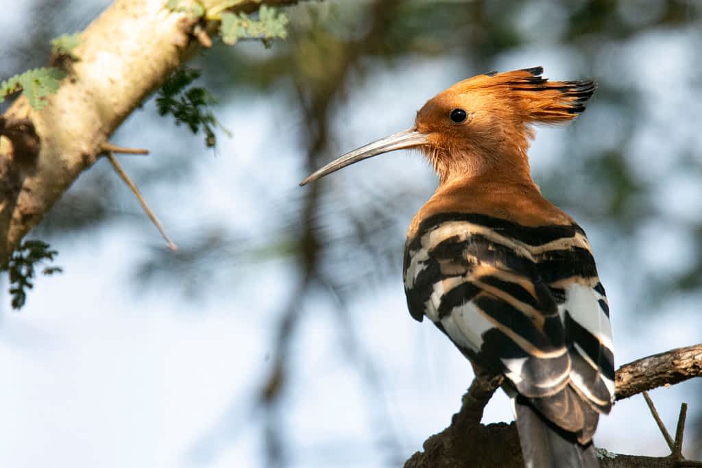 African Hoopoe bird in Nairobi national Park