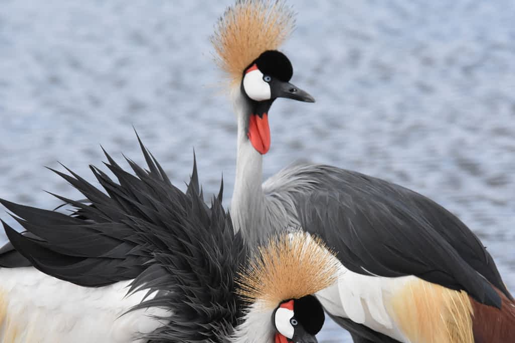 grey crowed crane